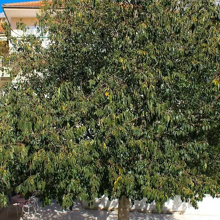 Pino Apartment Makarska