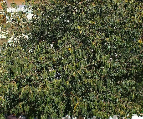 Pino Apartment Makarska